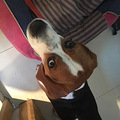 比格犬六六求交配_3