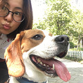 比格犬六六求交配_2