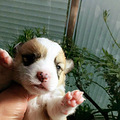 柯基幼犬