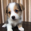 家有短腿小柯基宝宝，欢迎喜欢威尔士柯基犬的朋友来家里围观
