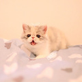 CFA双血统异国短毛猫 加菲猫 已经两个月了～_0