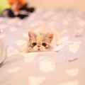 CFA双血统异国短毛猫 加菲猫 已经两个月了～_2