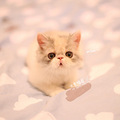 CFA双血统异国短毛猫 加菲猫 已经两个月了～_1