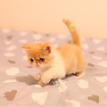 CFA双血统异国短毛猫 加菲猫 已经两个月了～_5
