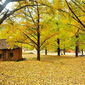 11.05（周日）邂逅最美秋色指南村 漫步临川古道 赏金秋红枫银杏_0