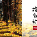 11.05（周日）邂逅最美秋色指南村 漫步临川古道 赏金秋红枫银杏_4