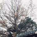 临安农家乐过元旦_0