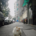 我在外面有猫了_0