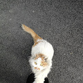 我在外面有猫了_1