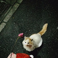 我在外面有猫了_2