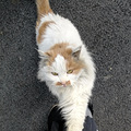 我在外面有猫了_3