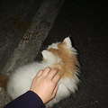 我在外面有猫了_4