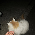 我在外面有猫了_5
