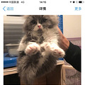 萧山90后男生闲鱼提供租猫摄影服务，10块钱拍出奢华大片_1