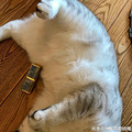 萧山90后男生闲鱼提供租猫摄影服务，10块钱拍出奢华大片_4