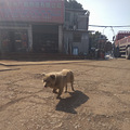 三九严寒天，请救救这些可怜的狗狗吧_2