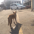 三九严寒天，请救救这些可怜的狗狗吧_3