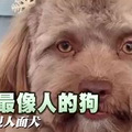 传说中的狗模人样？这大概是长得最像人的狗子了！网友：希望今晚_4