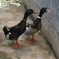两只鸭子嘎嘎叫