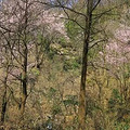 徒步吴越古道，赏浙西天池风光，看樱花满山_1