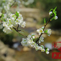 徒步吴越古道，赏浙西天池风光，看樱花满山_3