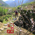 徒步吴越古道，赏浙西天池风光，看樱花满山_4