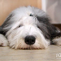 古牧怎么养   英国古代牧羊犬好养吗_2