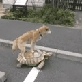 来，佛系遛狗了解一下！网友：大爷还是你大爷，不过这样遛狗真的_4
