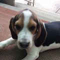 家有三个月比格犬求养