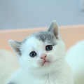 日常晒英短蓝白小猫_3