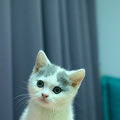 日常晒英短蓝白小猫_0