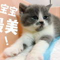 日常晒英短蓝白小猫_2