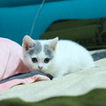 日常晒英短蓝白小猫_1