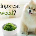 天气变热，狗不愿运动？可能是因为缺碘_4