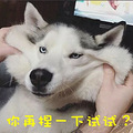 狗狗分很多种，爱汪的你真的懂吗？_2
