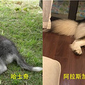 狗狗分很多种，爱汪的你真的懂吗？_5