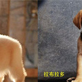 狗狗分很多种，爱汪的你真的懂吗？_3