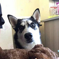 铲屎的带回太多弟弟妹妹，二哈为了重振老大形象竟然……_0