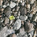 火山喷出了宝石！一克拉450美元的绿宝石，夏威夷居民随手捡一_5