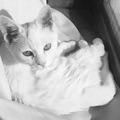 我的猫因为过量舔毛，去世了..._1