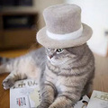 我的猫因为过量舔毛，去世了..._2