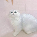 我的猫因为过量舔毛，去世了..._4
