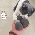 我的猫因为过量舔毛，去世了..._5