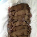 盘点十大爱狗爱猫的明星，baby的猫、周杰伦的狗都比不上它！_5