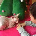 盘点十大爱狗爱猫的明星，baby的猫、周杰伦的狗都比不上它！_4