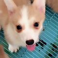 家养小柯基满两月，疫苗已做两针，找新爸妈_0
