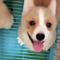 家养小柯基满两月，疫苗已做两针，找新爸妈_2