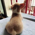 家养小柯基满两月，疫苗已做两针，找新爸妈_1