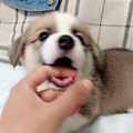 家养小柯基满两月，疫苗已做两针，找新爸妈_5