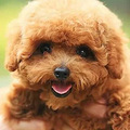 世界犬类智商排行榜（最全）附图.说明_0